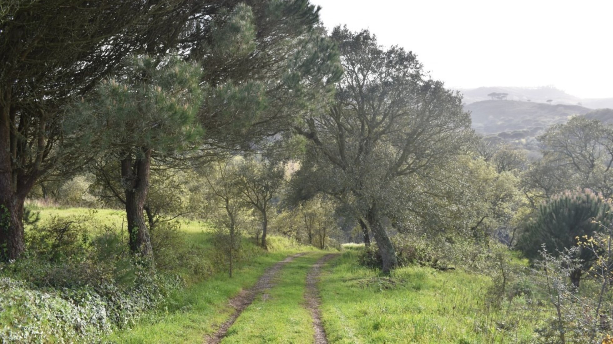Iberian Wolf Recovery Center